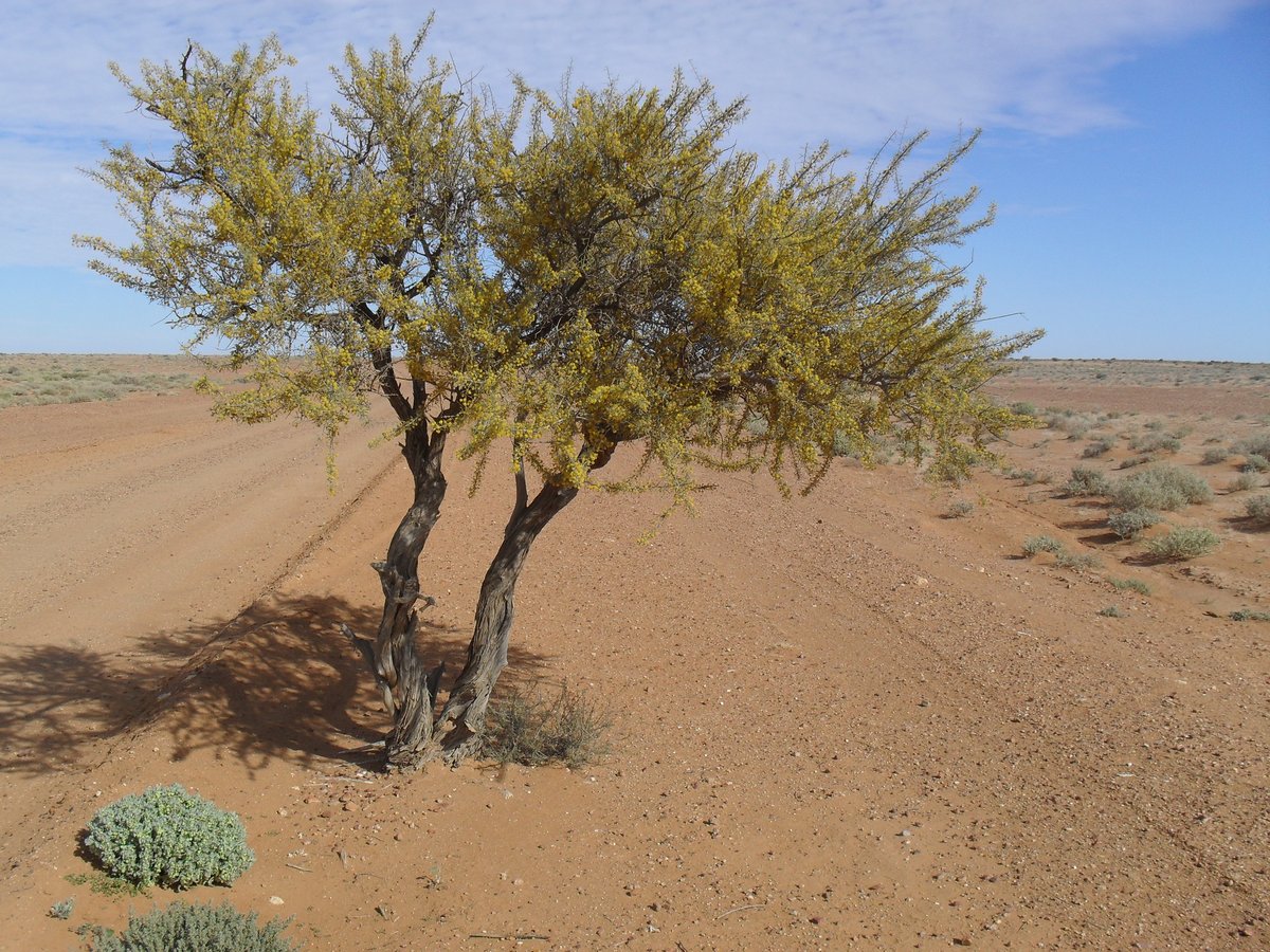 Acacia tetragonophylla.JPG